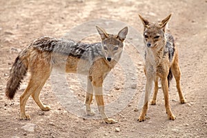 Black backed jackal (Canis mesomelas) photo