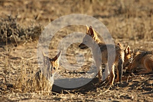 Black-backed jackal Canis mesomelas puppies playing in the dry grass.