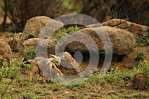 Black-backed jackal Canis mesomelas puppies playing in the dry grass.