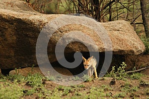 Black-backed jackal Canis mesomelas puppies playing in the dry grass.