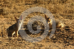 Black-backed jackal Canis mesomelas puppies playing in the dry grass