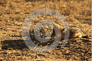 Black-backed jackal Canis mesomelas puppies playing in the dry grass in morning sun