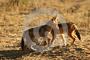 Black-backed jackal Canis mesomelas puppies playing in the dry grass in morning sun