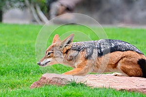 A black-backed Jackal (Canis mesomelas).