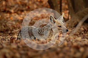 Black-backed Jackal - Canis mesomelas  or saddle-backed, grey, silver-backed, red, and golden jackal, canid native to two areas of