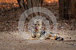 Black-backed Jackal - Canis mesomelas  or saddle-backed, grey, silver-backed, red, and golden jackal, canid native to two areas of