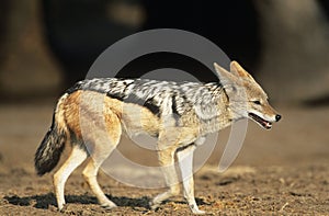 Black-backed Jackal (Canis Mesomelas) on savannah