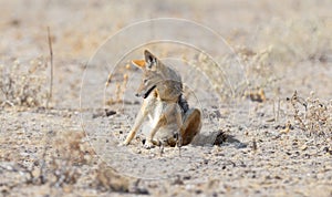 Black backed jackal Canis mesomelas scratching itchy body