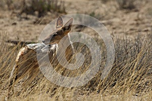 Black-backed jackal Canis mesomelas standing in the dry high grass.
