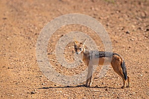 Black-backed jackal Canis mesomelas standing on the road looking at the viewer, Madikwe Game Reserve, South Africa.