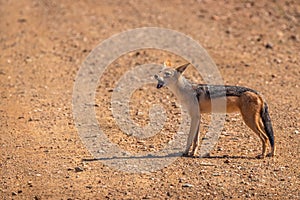 Black-backed jackal Canis mesomelas standing on the road looking at the viewer, Madikwe Game Reserve, South Africa.