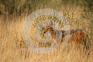 Black-backed jackal Canis mesomelas staying in the dry high grass.