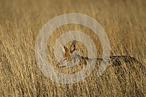 Black-backed jackal Canis mesomelas staying in the dry high grass