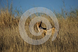 Black-backed jackal Canis mesomelas staying in the dry high grass