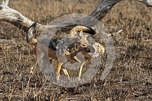 The black-backed jackal Canis mesomelas, two adults fighting in savanna, pair of jackals.A fight between two adult jackals