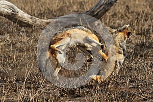 The black-backed jackal Canis mesomelas, two individuals in the fight for food and territory. A fight between two adult jackals