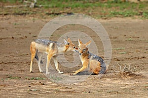 The black-backed jackal Canis mesomelas two jackals cleaned each other.A couple of jackals in the desert with mutual hygiene