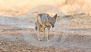 Black backed jackal Canis mesomelas walking in the Kalahari