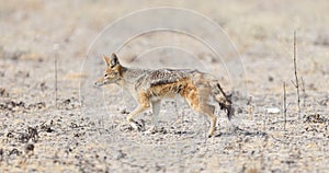 Black backed jackal Canis mesomelas walking in the Kalahari