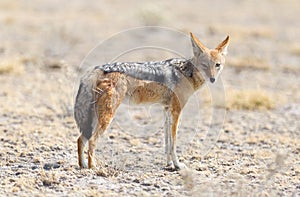 Black backed jackal Canis mesomelas walking in the Kalahari