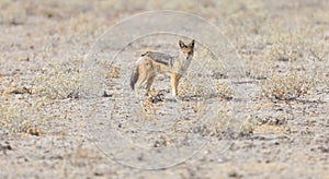 Black backed jackal Canis mesomelas walking in the Kalahari