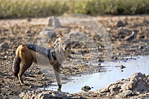 Black-backed jackal, Canis mesomelas, at waterhole, gemsbok national park, Kalahari South Africa