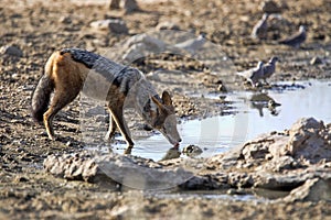 Black-backed jackal, Canis mesomelas, at waterhole, gemsbok national park, Kalahari South Africa