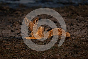 Black-backed jackal with catchlights lies on sand photo