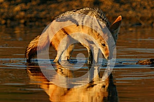 Black-backed Jackal drinking