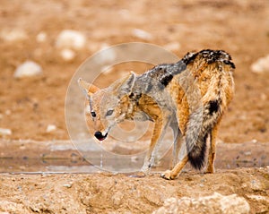 Black-backed Jackal drinking and dribbling