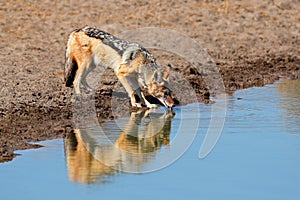 A black-backed jackal drinking water, Etosha National Park, Namibia