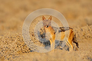 Black backed jackal at the dry season