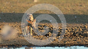 A black-backed jackal eating a dove it caught, Kalahari desert, South Africa