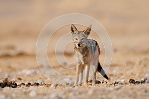 Black backed jackal , etosha nationalpark, namibia