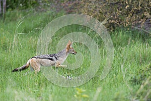 A black backed jackal in the grass