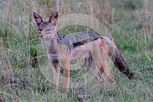 Black-backed Jackal, Kenya, Africa