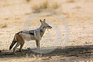 Black backed jackal in Kgalagadi transfrontier park, South Afric