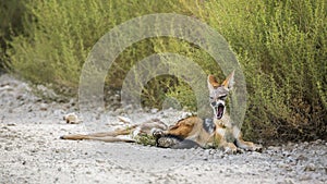 Black backed jackal in Kgalagadi transfrontier park, South Afric