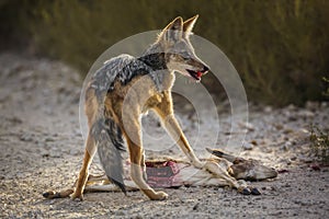 Black backed jackal in Kgalagadi transfrontier park, South Afric