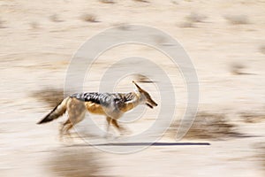 Black backed jackal in Kgalagadi transfrontier park, South Afric