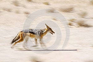 Black backed jackal in Kgalagadi transfrontier park, South Afric