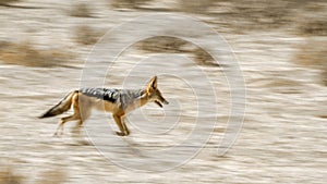 Black backed jackal in Kgalagadi transfrontier park, South Afric