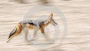 Black backed jackal in Kgalagadi transfrontier park, South Afric