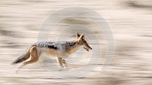 Black backed jackal in Kgalagadi transfrontier park, South Afric