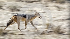 Black backed jackal in Kgalagadi transfrontier park, South Afric