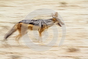 Black backed jackal in Kgalagadi transfrontier park, South Afric