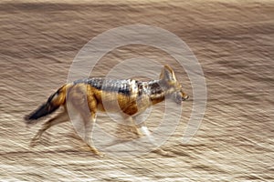 Black backed jackal in Kgalagadi transfrontier park, South Afric