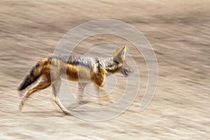 Black backed jackal in Kgalagadi transfrontier park, South Afric