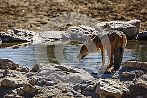 Black backed jackal in Kgalagadi transfrontier park, South Afric