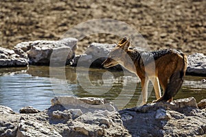 Black backed jackal in Kgalagadi transfrontier park, South Afric